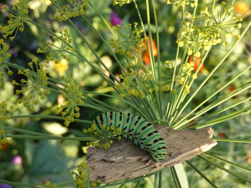 43_VonGartenzuGarten (43)