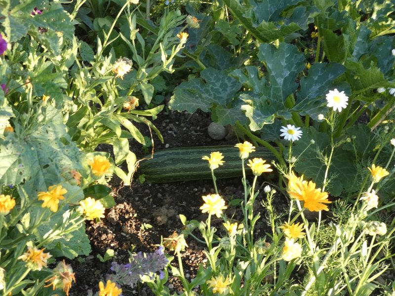 44_VonGartenzuGarten (44)