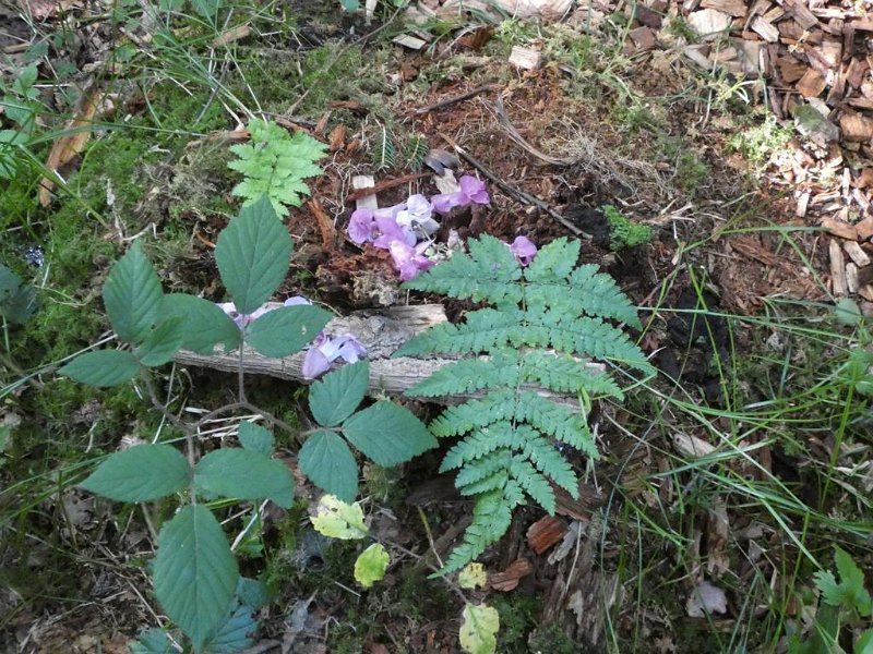 27_10. Waldolympiade (27)