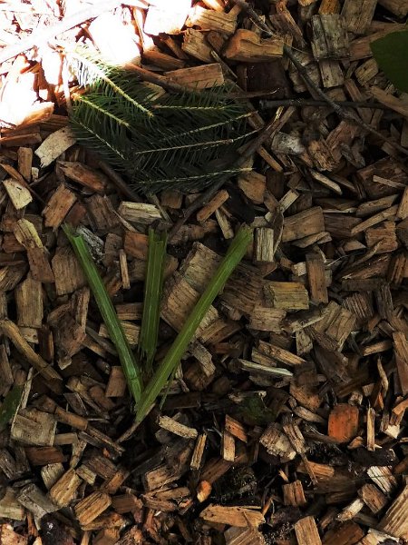 28_10. Waldolympiade (28)