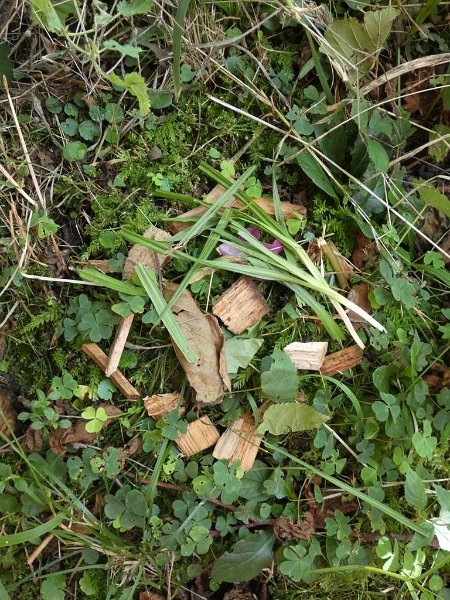 31_10. Waldolympiade (31)