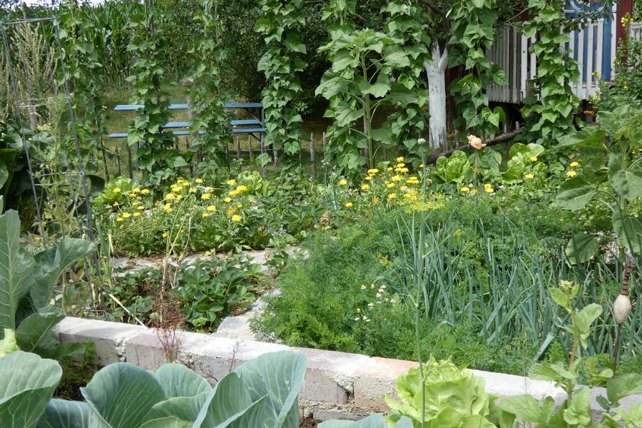 Garten von Fam. Maierhofer (2)