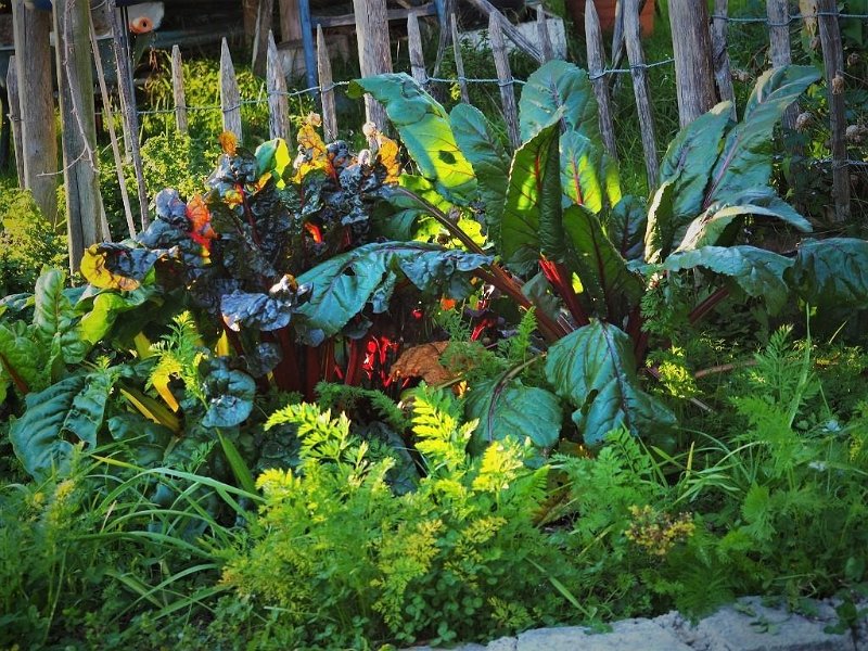 Garten von Fam. Maierhofer (4)