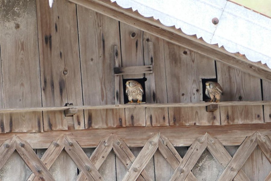 Garten von Fam. Pflug (2)