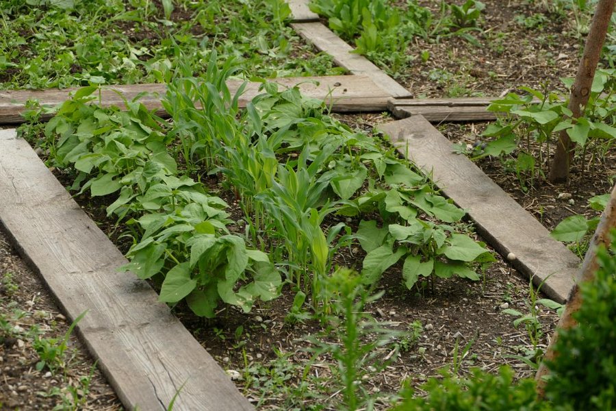 Garten von Fam. Pflug (3)