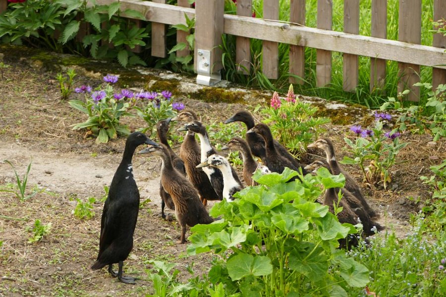 Garten von Fam. Pflug (4)