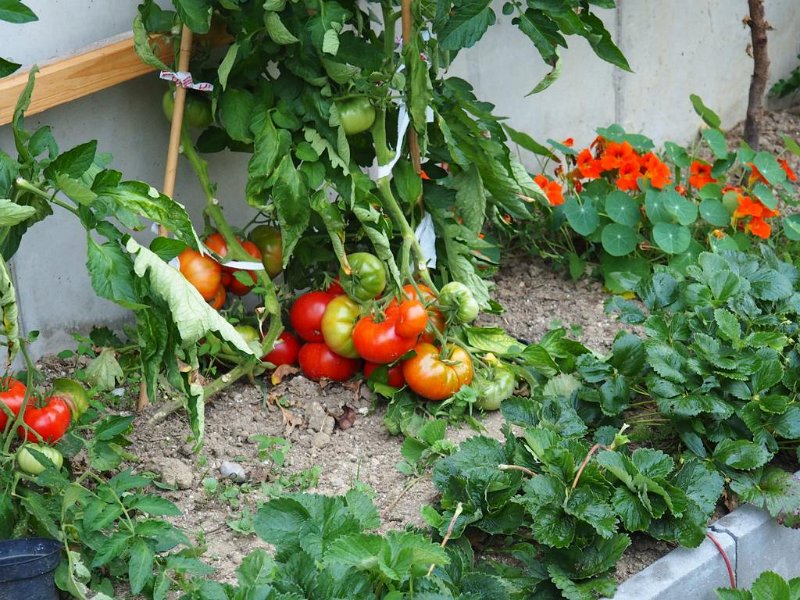 Garten von Fam. Sailer (4)