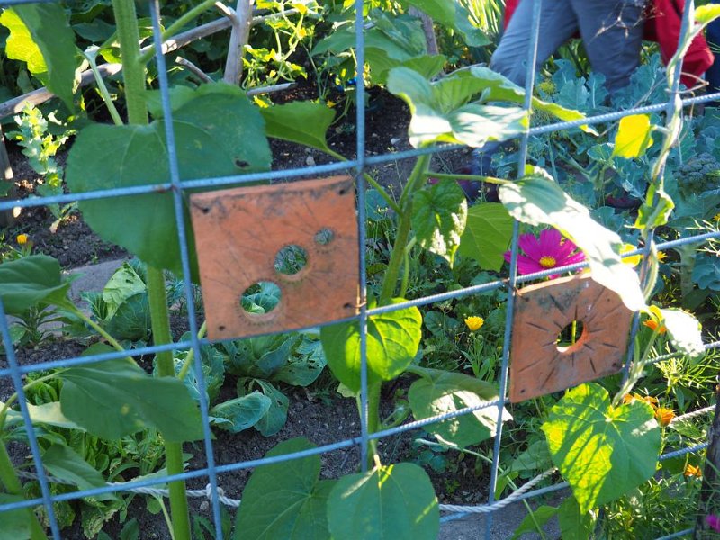 Garten von Fam. Seehuber (1)