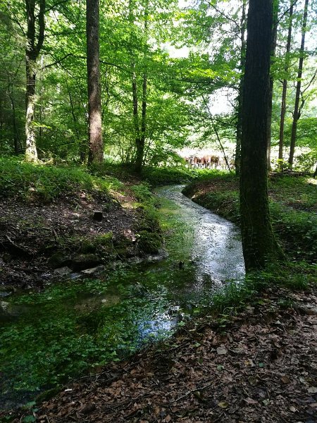 WB-7-2020-Biberschwell  (1)