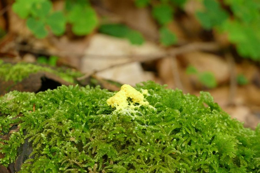 WB-7-2020-Biberschwell  (12)