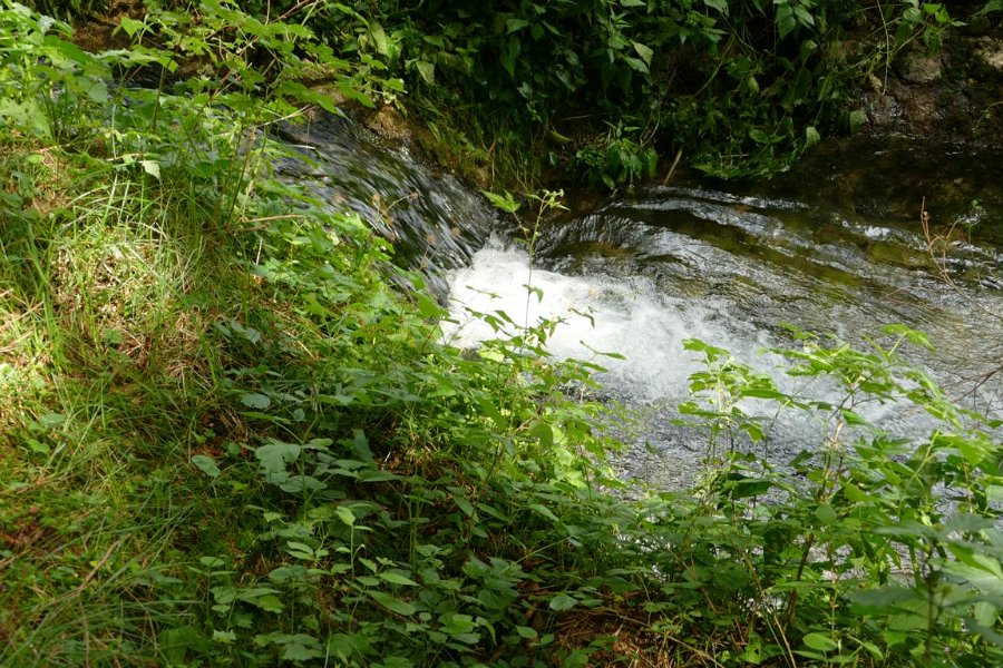 WB-7-2020-Biberschwell  (13)